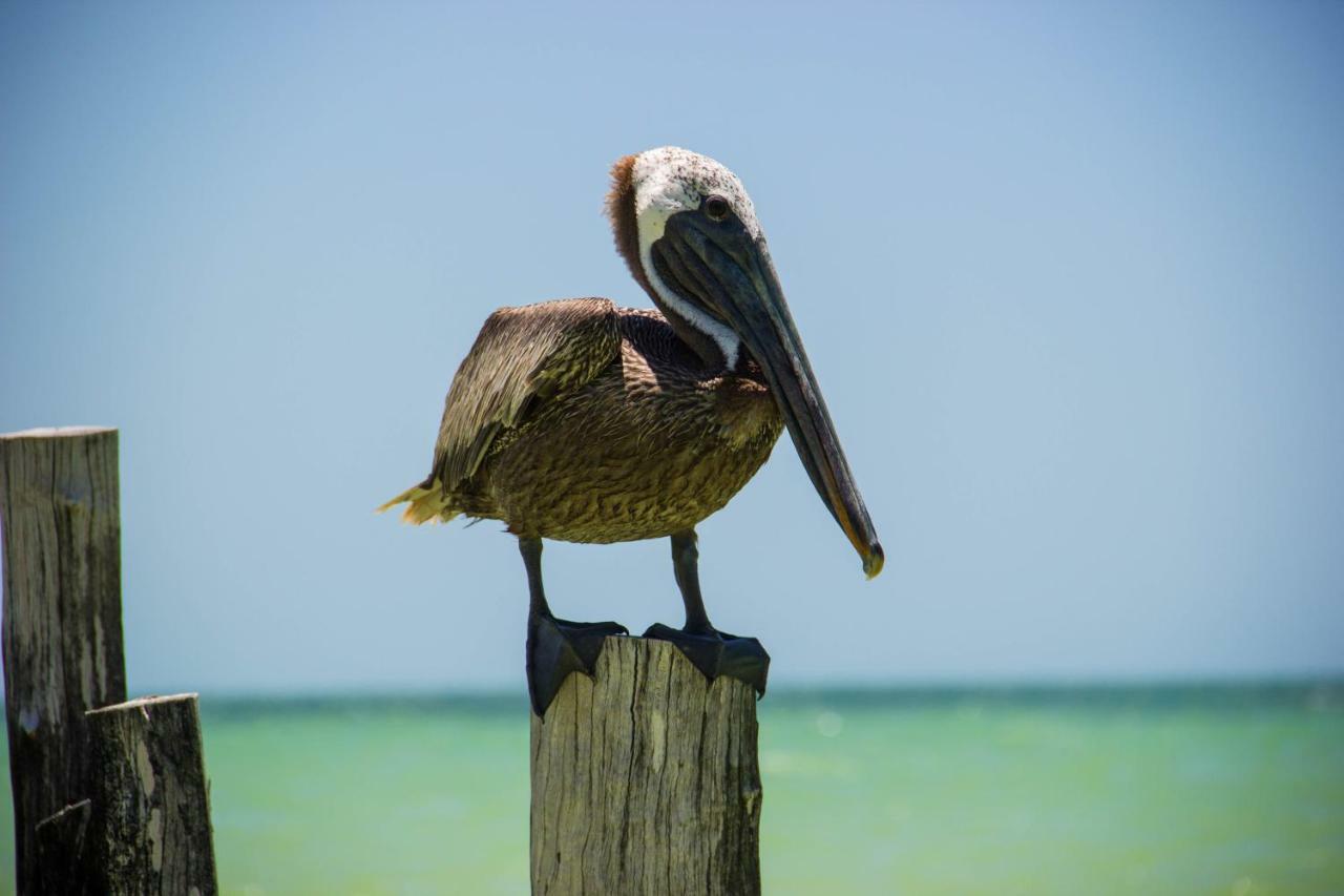 Golden Paradise Beach Otel Isla Holbox Dış mekan fotoğraf